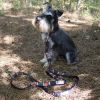 Pendleton Pet National Park Hiker Collar