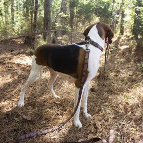 Pendleton Pet Vintage Camp Hiker Collar (Color: Mineral Umber, size: small)